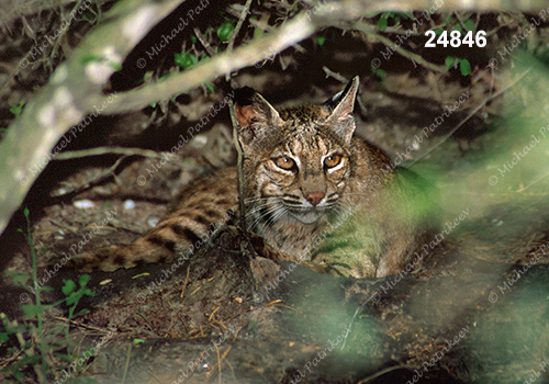 Bobcat (Lynx rufus)